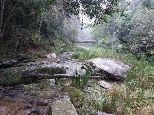 Brown Hooded Kingfisher Trail
