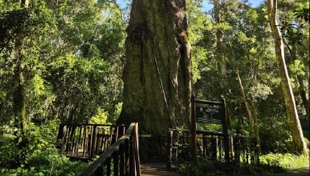 Woodville Big Tree Adventure